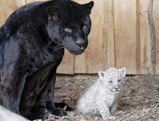 Illustration for article titled Caturday - Panthera onca Edition